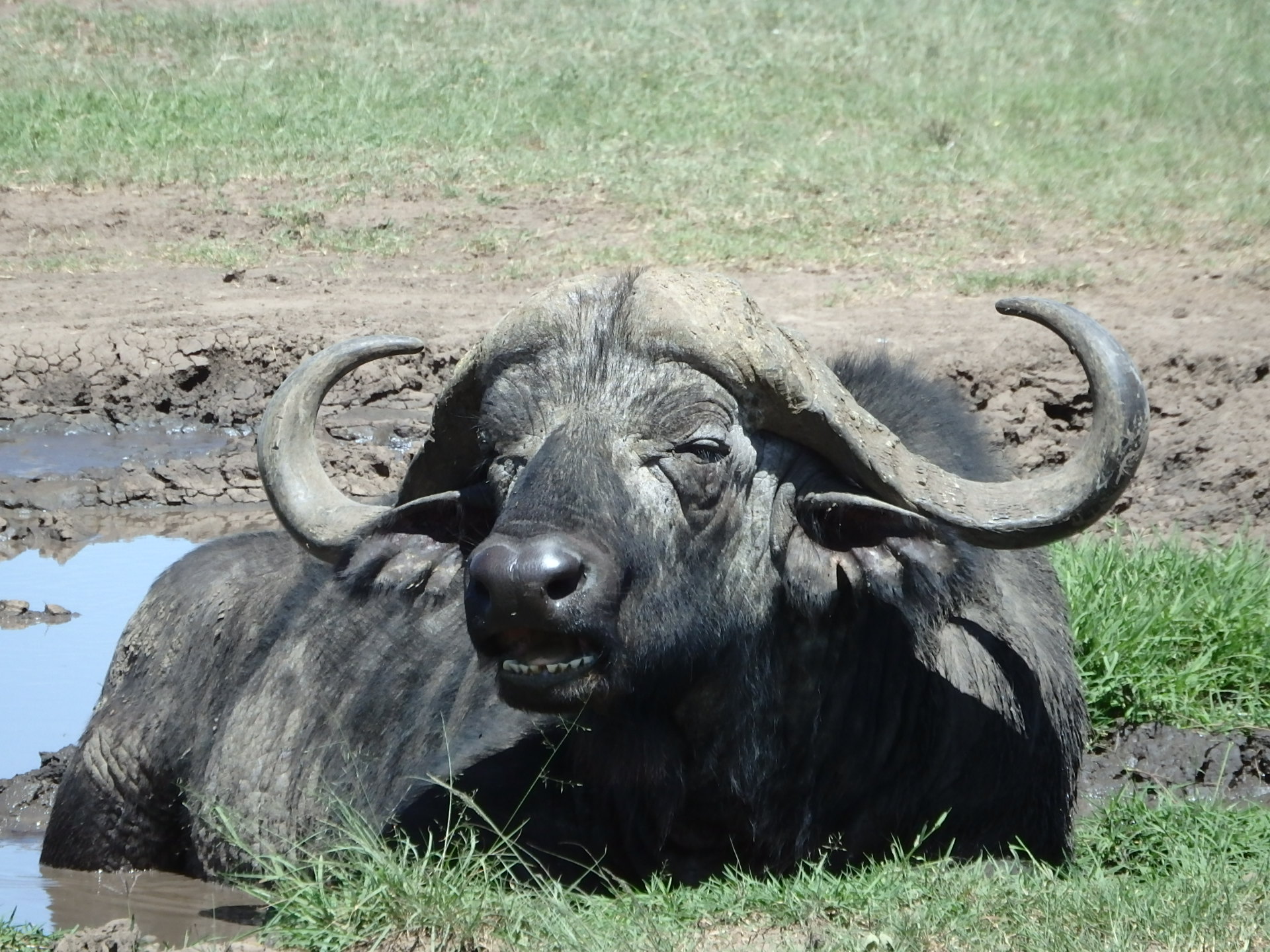 Cape Buffalo