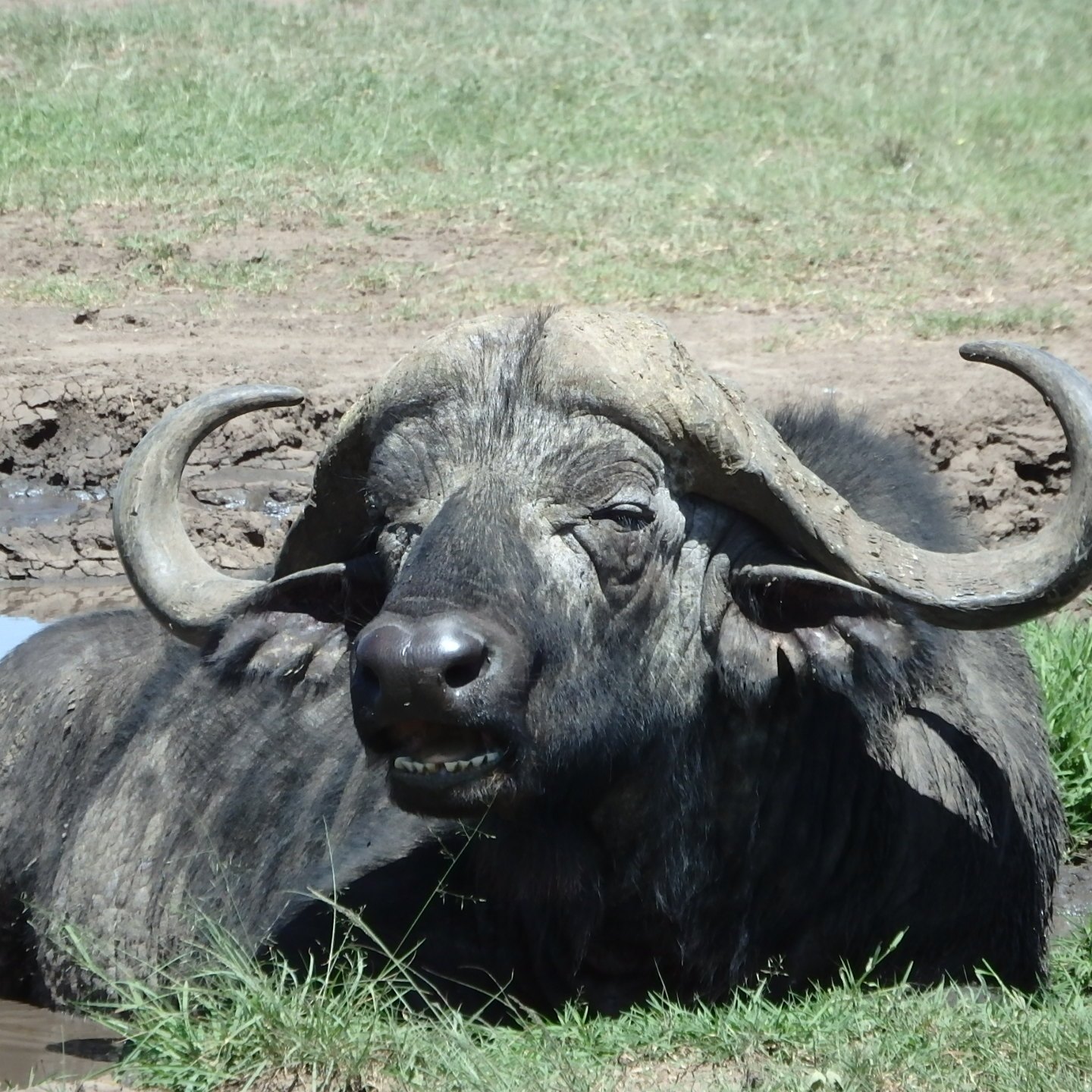Cape Buffalo